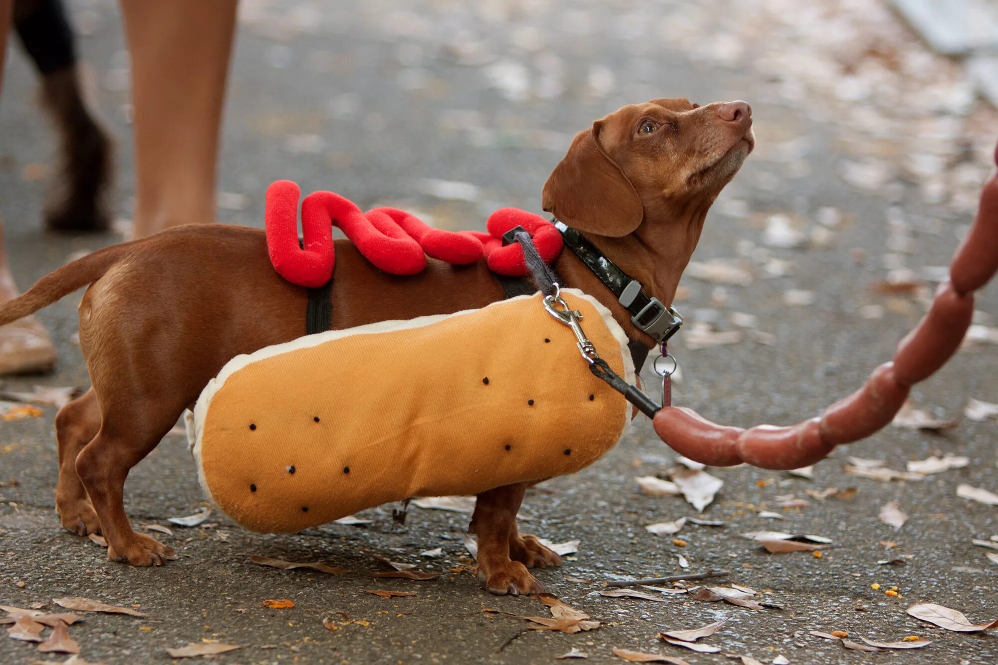 Собака сарделька. Такса сосиска. Hot dog такса. Смешная сосиска. Собака похожая на сосиску.