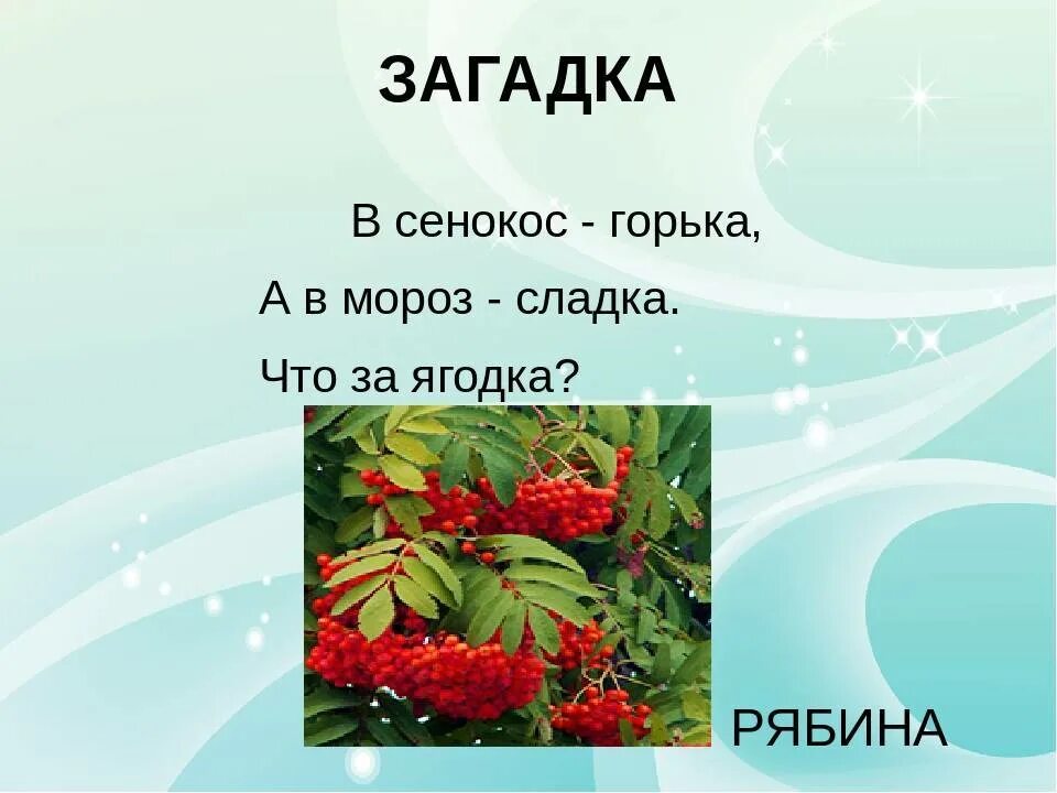 Глагол от слова рябина. Загадка про рябину. Загадка про рябину для детей. Загадка про рябину для дошкольников. Загадка в сенокос горька а в Мороз Сладка что за Ягодка.