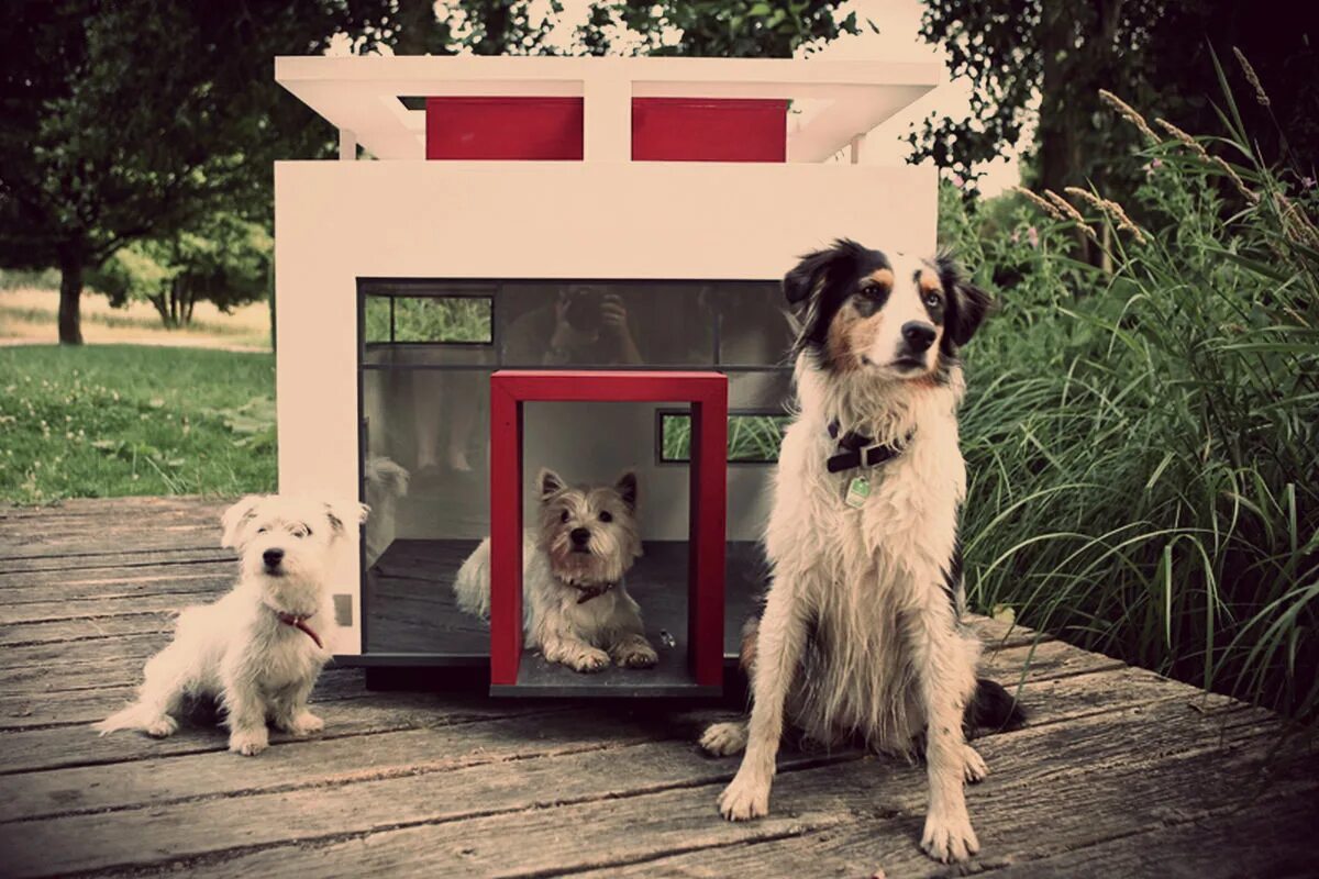 Включи дом собаки. Собачья будка. Красивые будки для собак. Собака с конурой. Дом будка для собаки.
