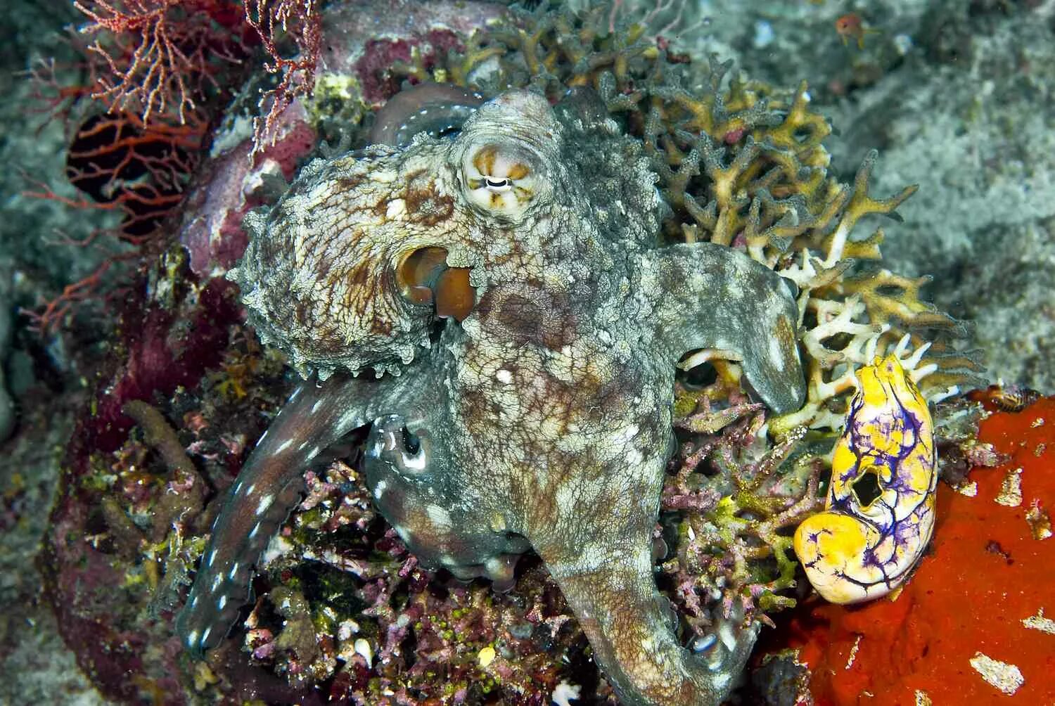 Коралл Октопус. Осьминог. Маскировка осьминога. Осьминог маскируется.