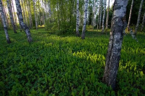Трава как лес стояла