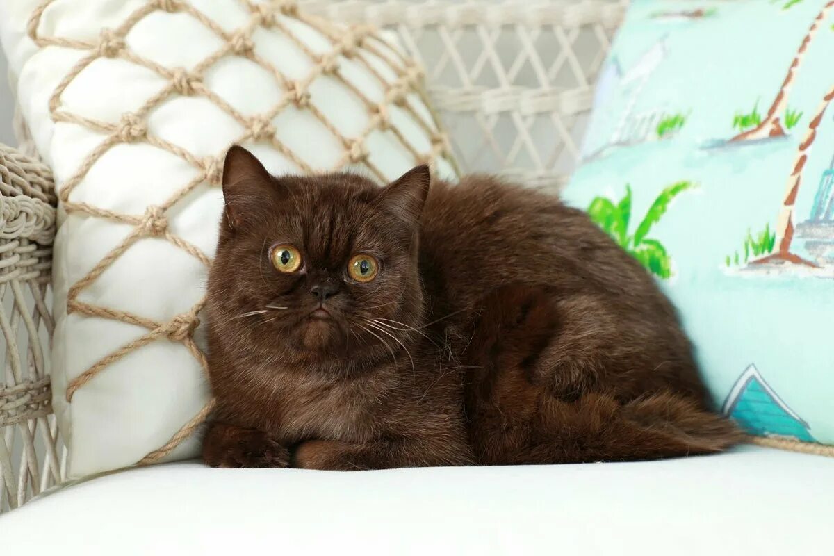 Шоколадный экзот кошка. Шоколадный британец экзот. Йоркская шоколадная кошка короткошерстная. Экзот кошка шоколадного окраса. От персидской кошки с шоколадной окраской