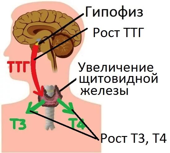 Гипоталамус гипофиз щитовидная железа. ТТГ гормон гипофиза. Тиреотропный гормон гипофиза. Гипоталамус и щитовидная железа.