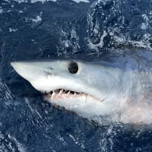 Опасна ли акула мако. Акула мако. Акула мако глаза. Мако акула опасна для человека.
