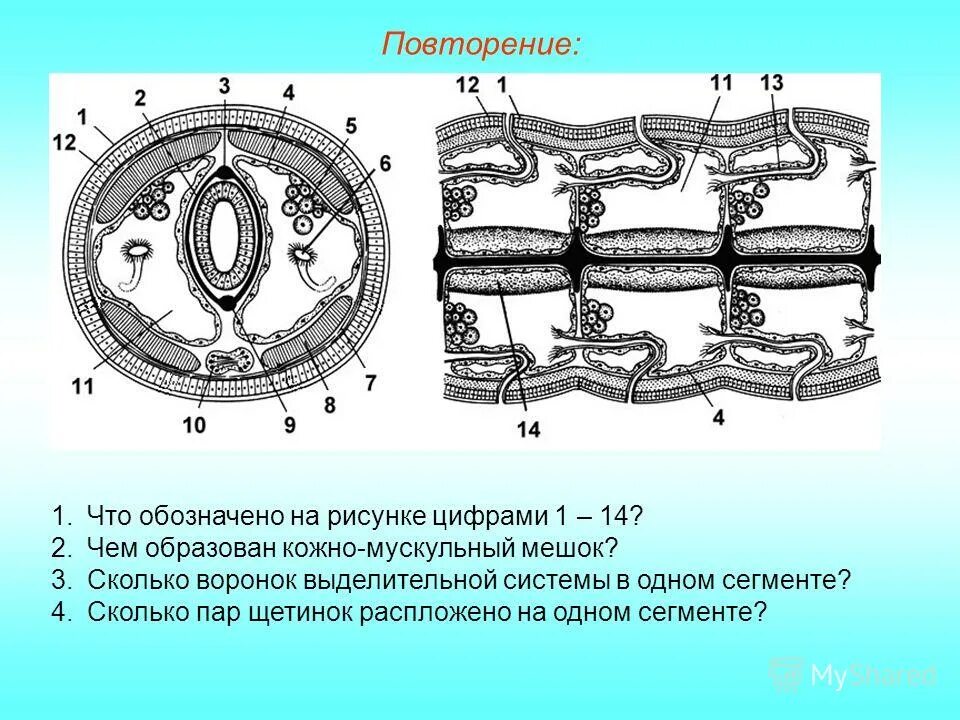 Слои кольчатых червей. Строение сегмента кольчатых червей. Тип кольчатые черви кожно-мускульный мешок. Строение поперечного среза кольчатого червя. Строение кольчатого червя.