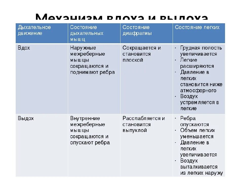 10 9 на этапе. Механизм дыхания таблица. Таблица по биологии 8 класс дыхательные движения. Мышцы вдоха и выдоха таблица. Система органов дыхания таблица.