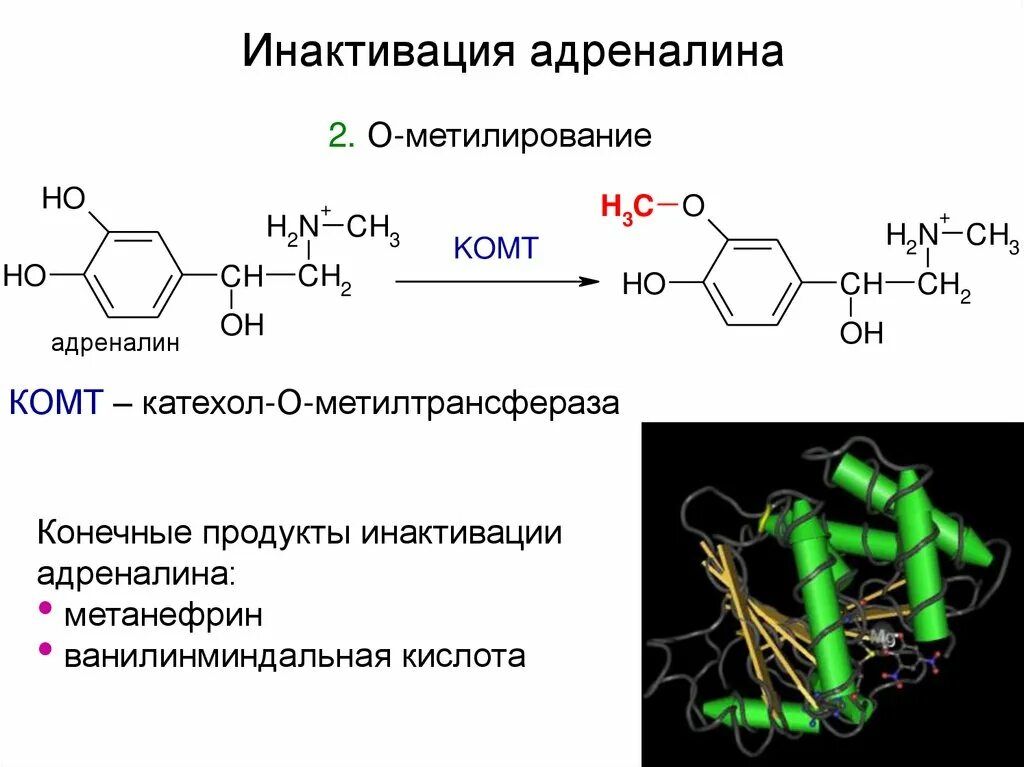Инактивация адреналина биохимия. Метилирование адреналина. Катехол-о-метилтрансферазы. Инактивация норадреналина биохимия. Номер адреналина