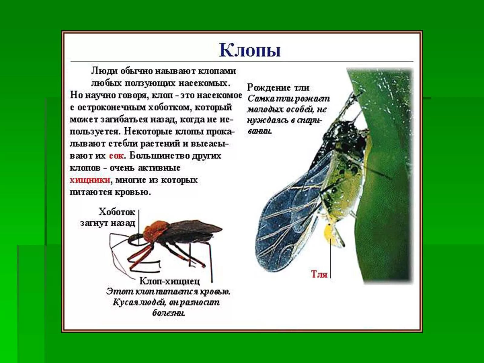 К какому классу относится клоп. Клопы характеристика. виды класса насекомых клоп. общая характеристика клопов. краткая характеристика клопов.