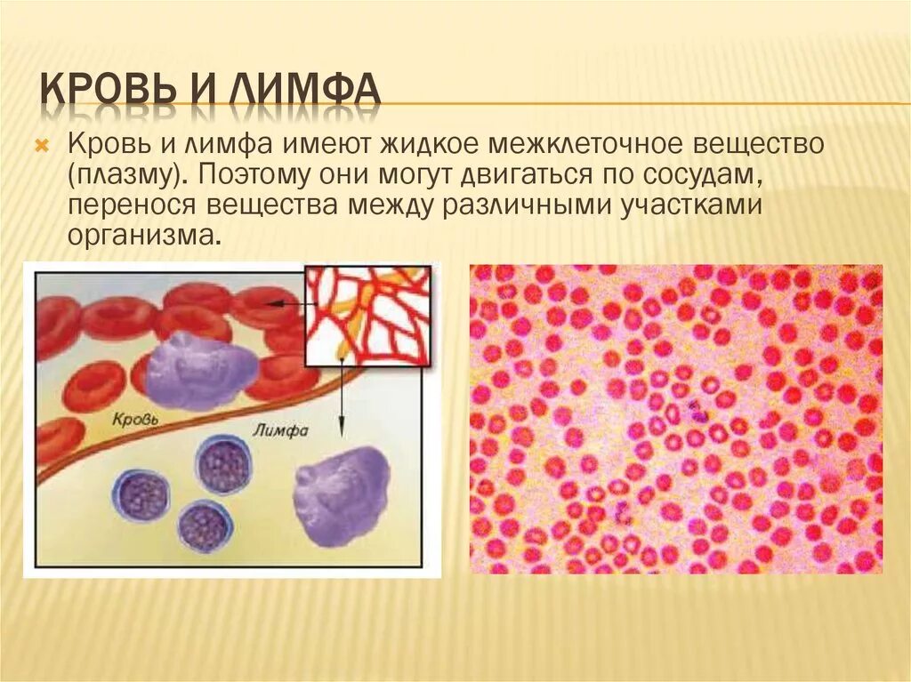 жидкая подвижная соединительная ткань. соединительные ткани ткани плазма кровь. жидкая подвижная соединительная ткань. соединительная ткань человека. типы соединительной ткани.