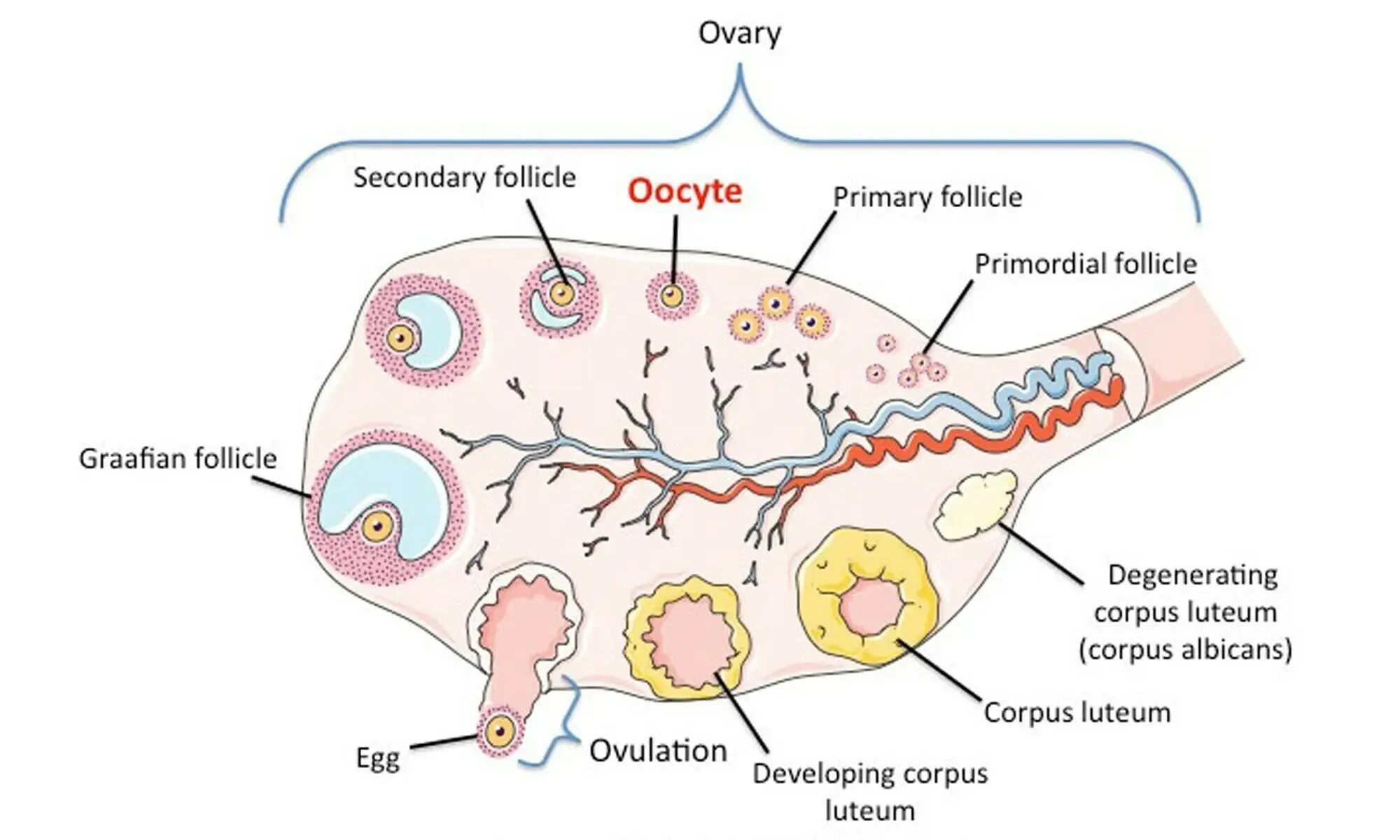 Яичники строение функции гормоны. Созревание яйцеклетки менструальный цикл. Структура яичника фолликулы и желтое тело. Формирование желтого тела в яичнике. Фолликул фаза