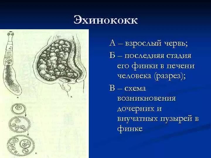 Чем опасен эхинококк для человека. Альвеококк Финна строение.