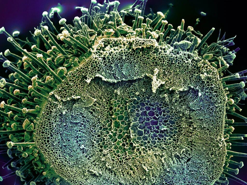 L virus