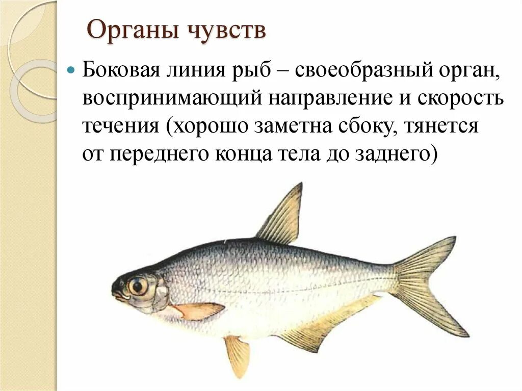 Особый орган чувств боковая линия. Органы боковой линии у рыб. Боковая линия у костных рыб. Боковая линия орган чувств у рыб. Боковая линия рыб воспринимает.