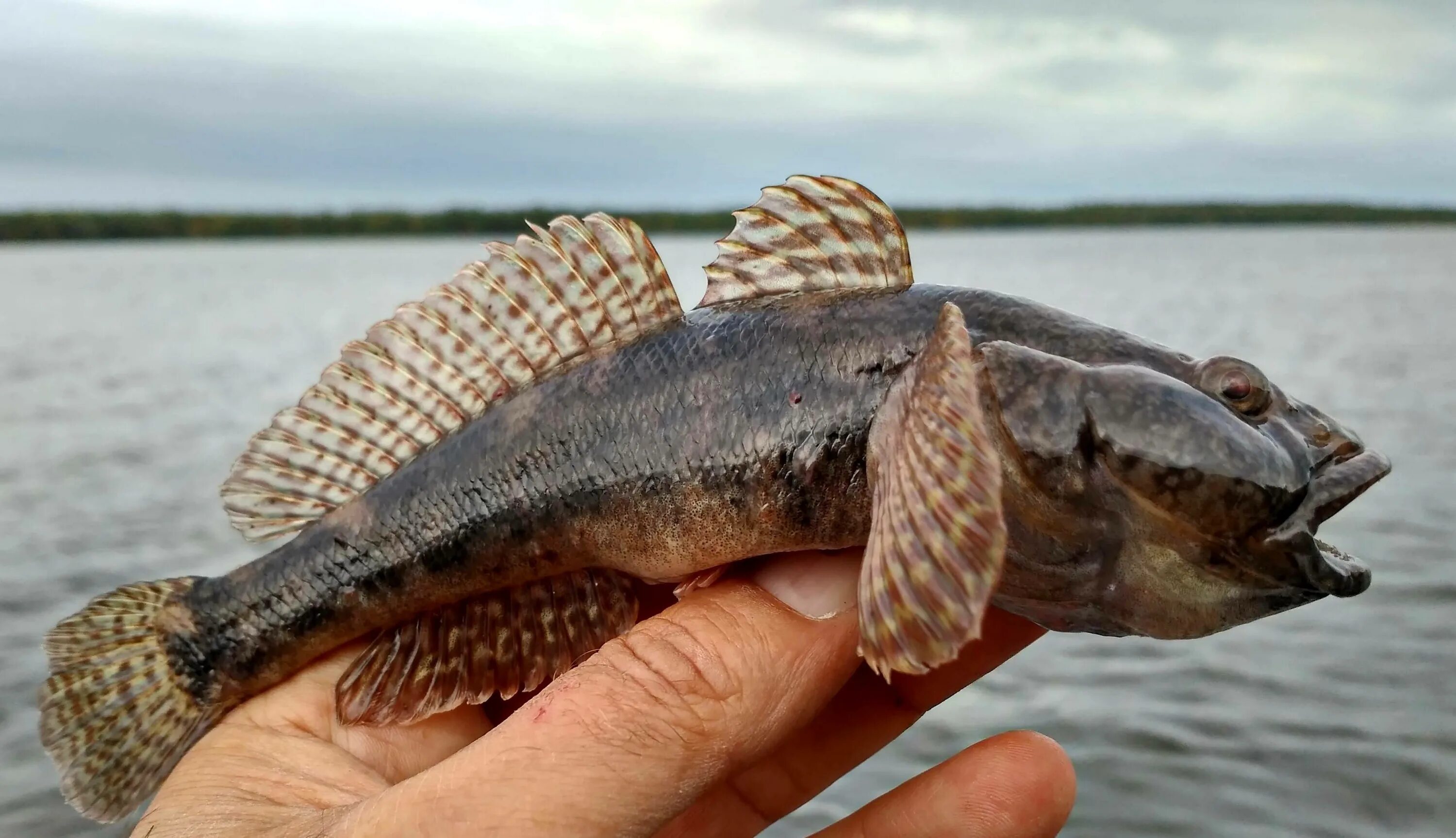 Бычок 6 букв. Бычок подкаменщик Сибирский. Бычок под каменщик рыбка. Бычок подкаменщик Черноморский. Бычок Бубырь.