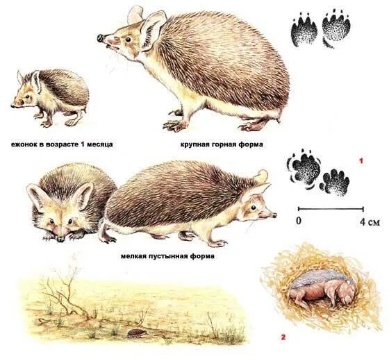 Особенности строения ежа. Ушастый ёж размножение. Строение ушастого ежа. Насекомоядные Ушастый ёж. Внешнее строение ушастого ежа.