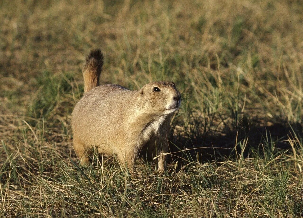 Кто живет в степи животные. Европейский суслик (Spermophilus citellus). Луговые собачки Северной Америки. Суслики сурки тушканчики. Луговые собачки в степи и лесостепи Северной Америке.