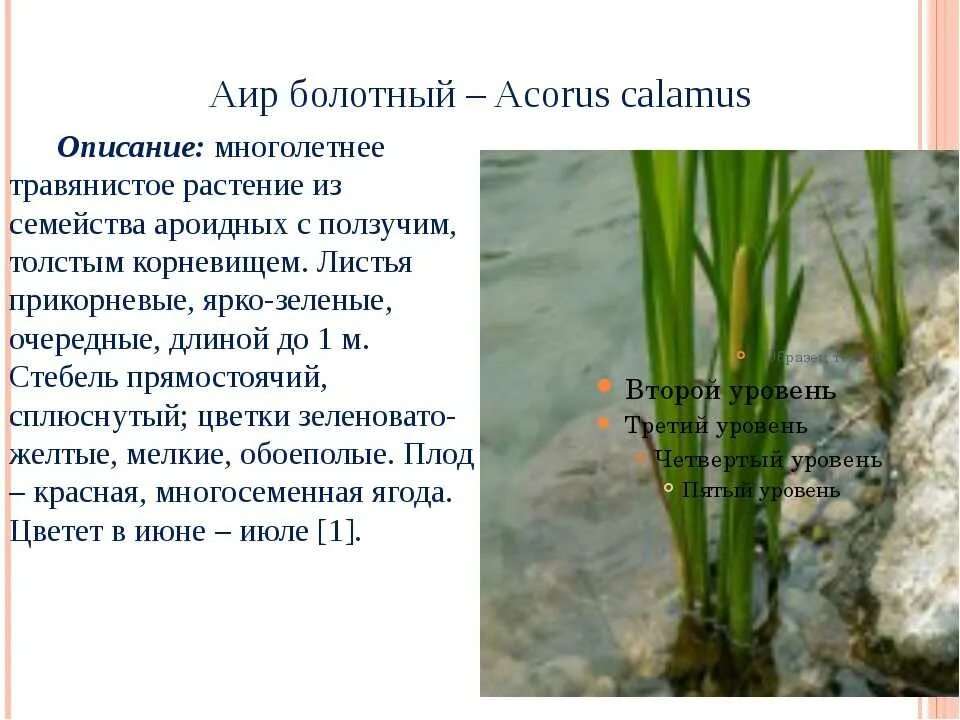 Аир обыкновенный корневища. Аир болотный — acorus calamus l. Аир болотный описание растения. Корневище аира болотного характеристики. Листья аира.