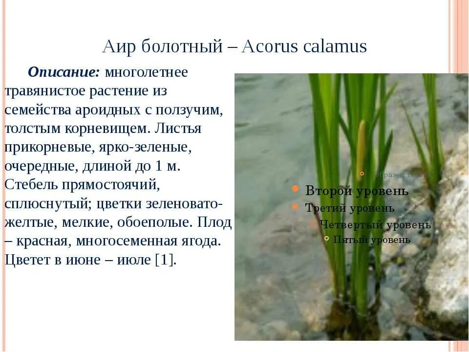 Calamus - АИР. АИР болотный цветы. АИР болотный гигрофит. Болотное растение АИР.