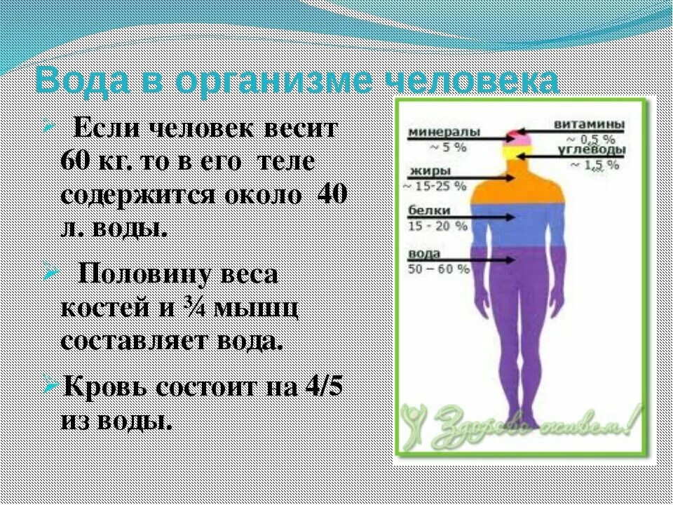 Насколько человек из воды. Вода в организме. Кол во воды в теле человека. Вода в человеческом теле. Количество воды в человеке.