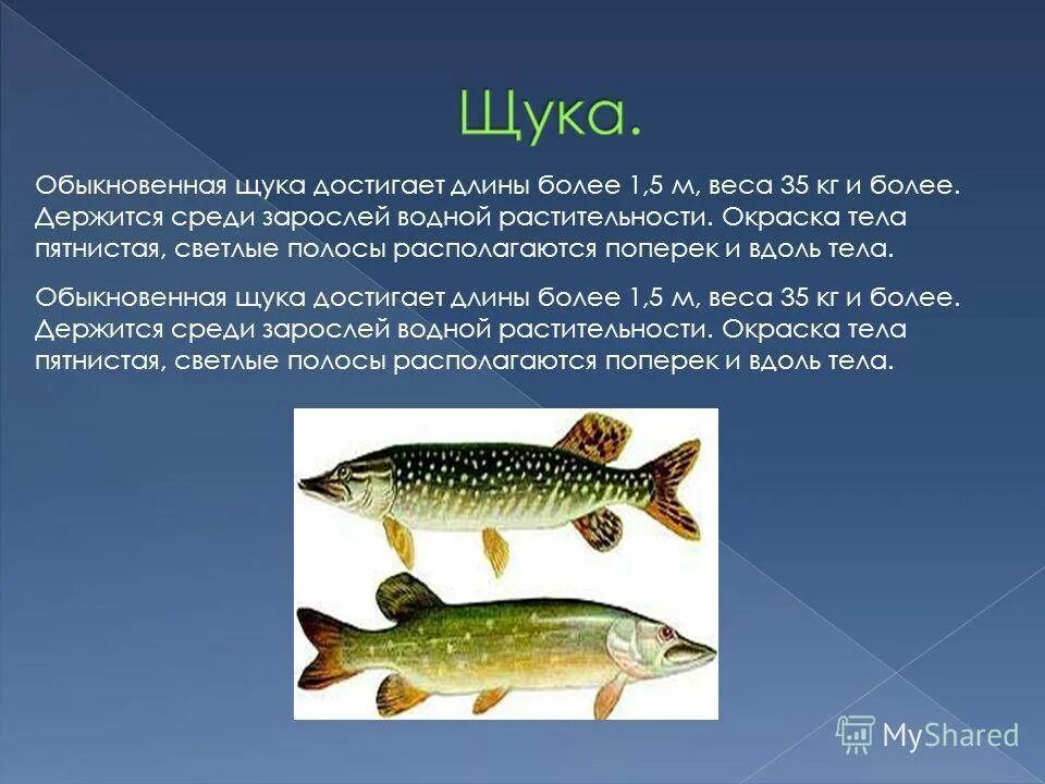 Известно что обыкновенная щука. Тип развития щуки обыкновенной. Окраска туловища щуки. Щука окраска тела. Щука презентация.