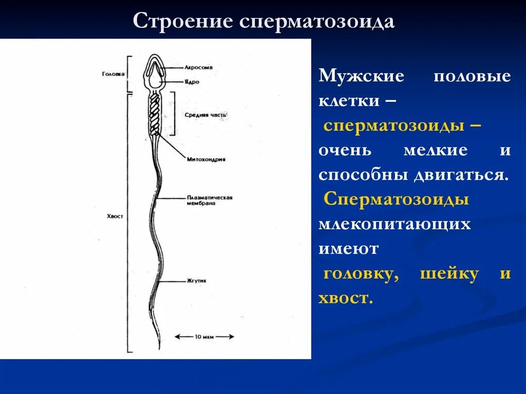 Спермии млекопитающих