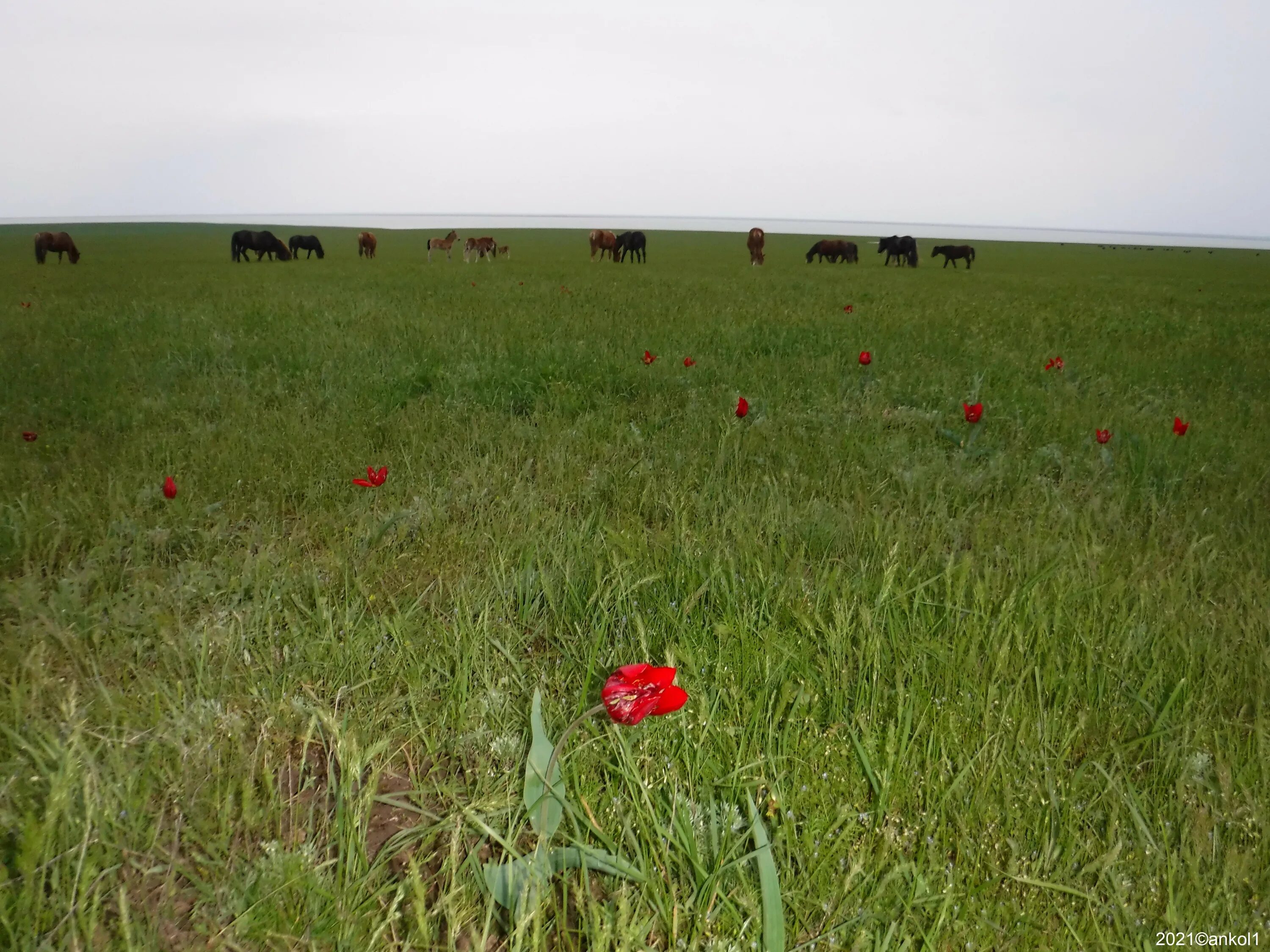 лазоревый 2 ростов на дону