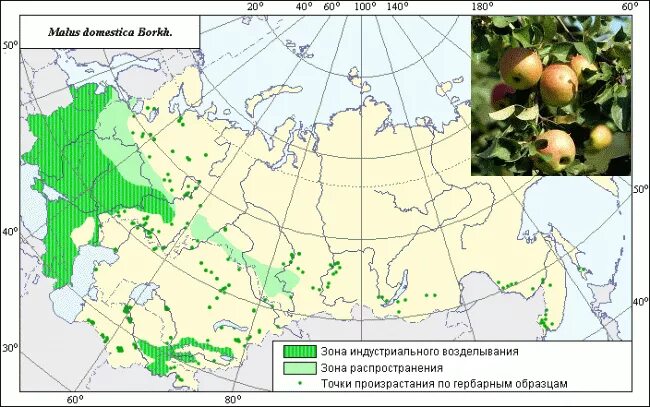 Яблоня распространение