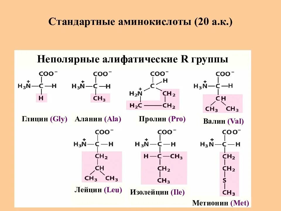 С этой аминокислоты начинается