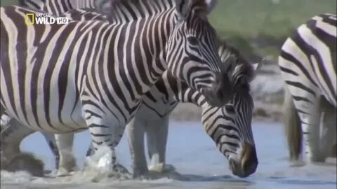 Видео дика