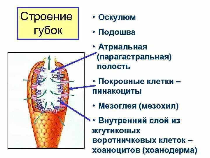 Атриальная полость губок. Обыкновенные губки строение. Внешнее и внутреннее строение губок. Губки строение тела. Формируется гастральная полость