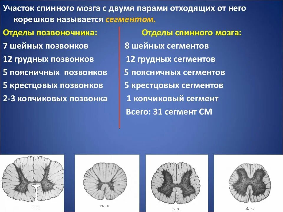 Передние и задние рога спинного мозга. Повреждение спинного мозга. Типы повреждений спинного мозга. Передние и задние рога спинного мозга функции.