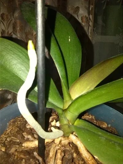 Как отличить орхидею. Фаленопсис корни на цветоносе. Цветонос у орхидеи. Цветонос и корень у орхидеи. Орхидеи фаленопсис цветонос 2 метра.