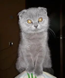 Шотландская кошка добрая