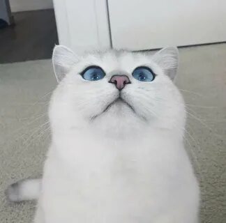 Круглый белый кот