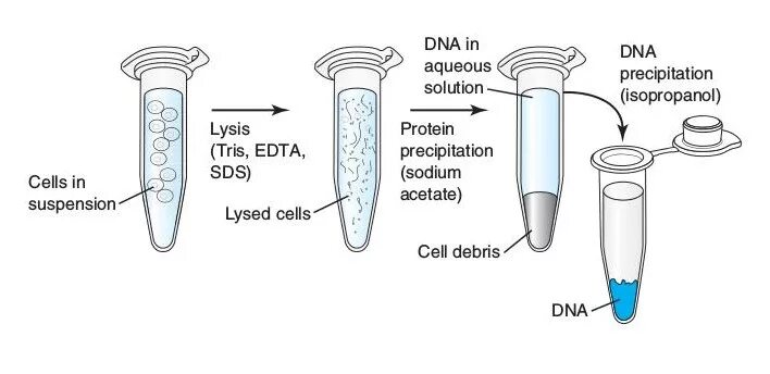 Выделение ДНК фенол хлороформной экстракции. Выделение ДНК методом сорбции. Этапы выделения ДНК из растений. Метод выделения ДНК. Процесс выделения днк