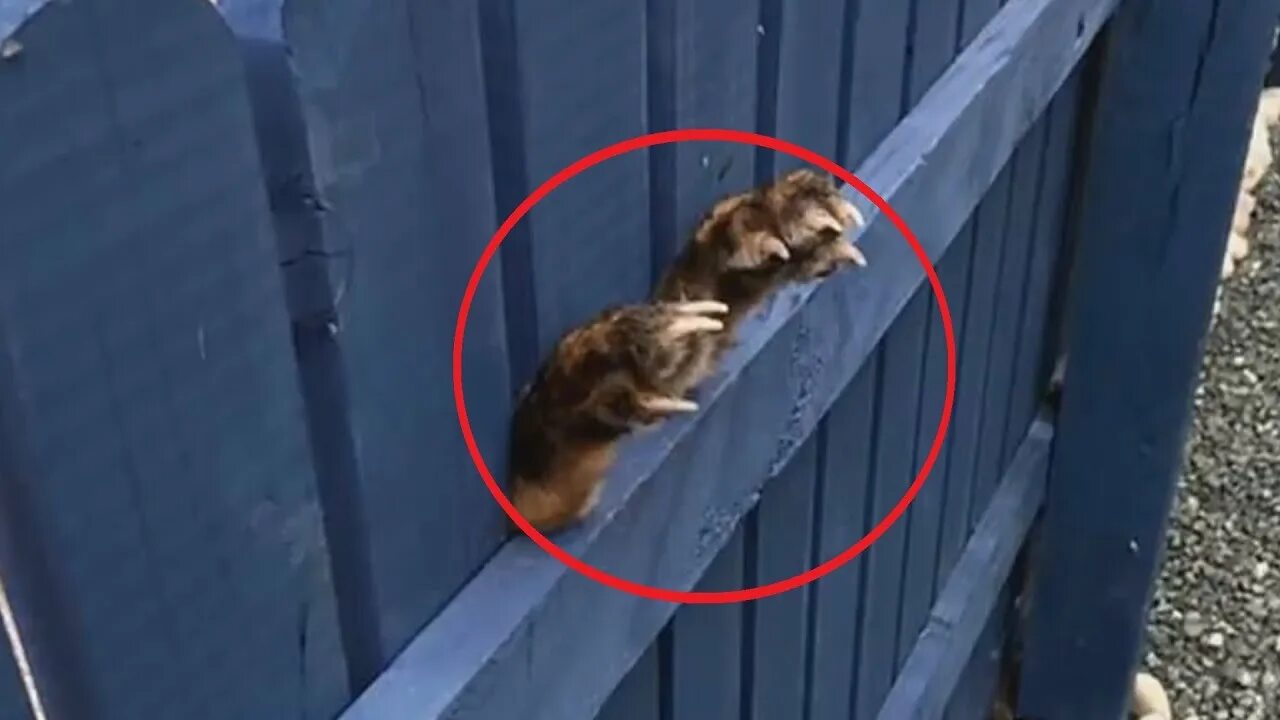 Сколько лап не видно за забором