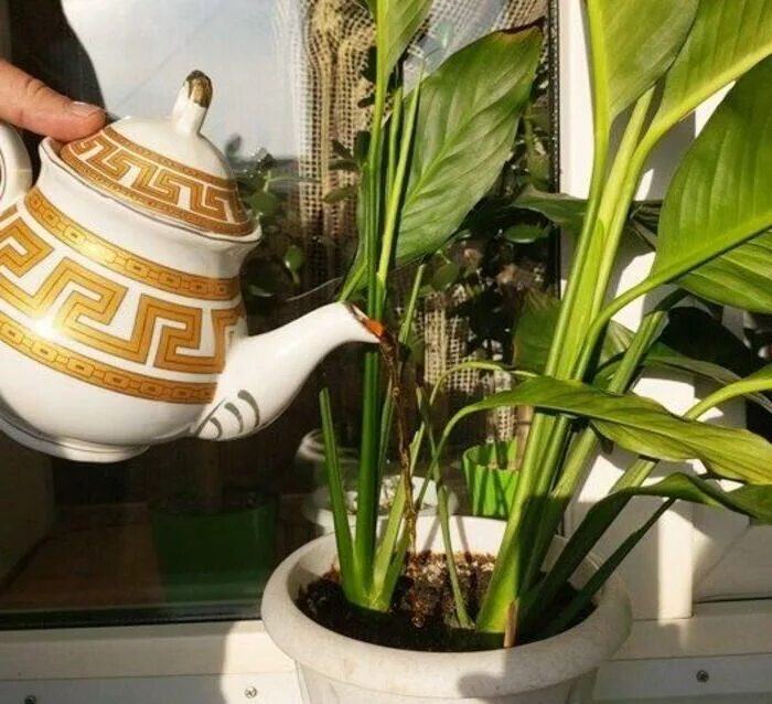 Чай который поливают. Tea camellia sinensis. Чайная заварка как удобрение. Полив комнатных растений. Заваркой от чая можно поливать цветы комнатные.