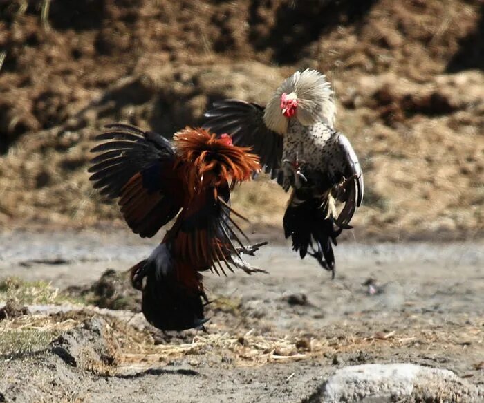 Cock fight