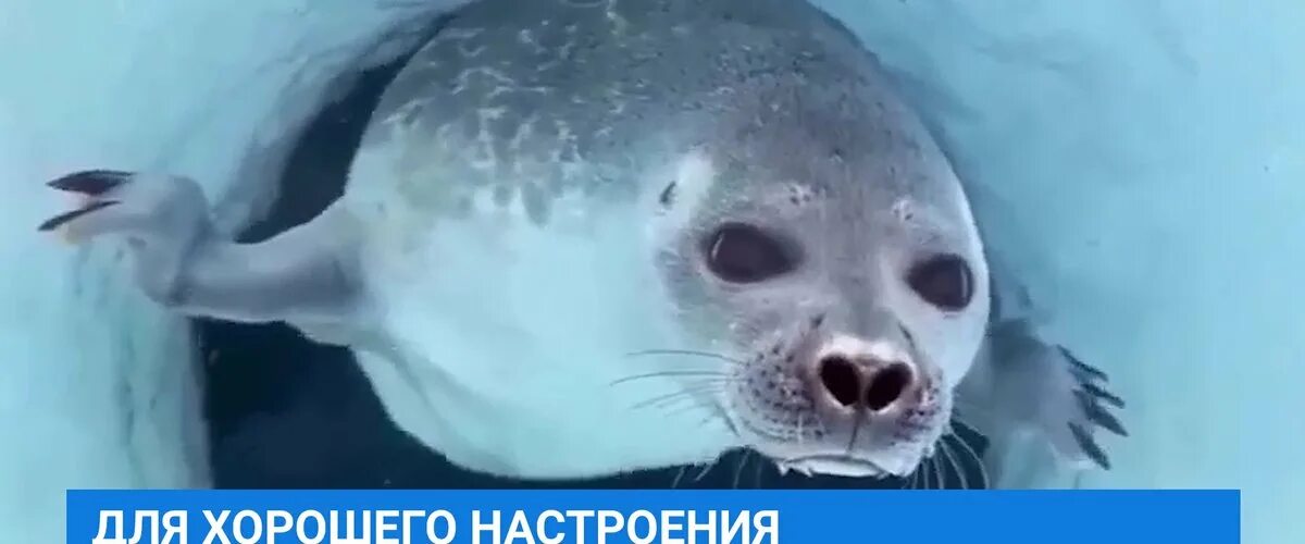 Как нерпы попали в байкал. Байкальская нерпа. нерпенок на байкале. тюлень нерпа. морской котик.