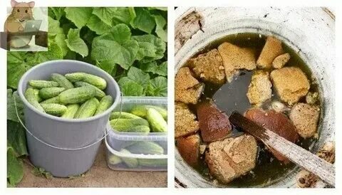 Настой хлеба подкормка