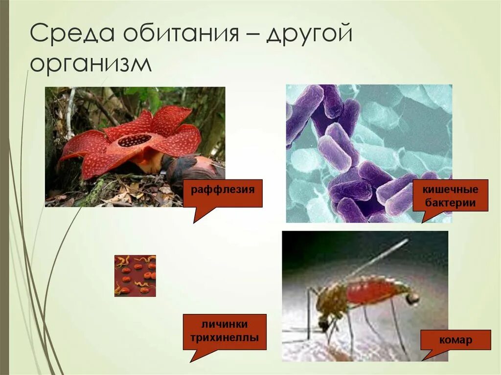 Приведите примеры живых организмов обитающих. Обитатели организменной среды. Среда обитания. Тела других организмов среда обитания. Обитатели других организмов среды.