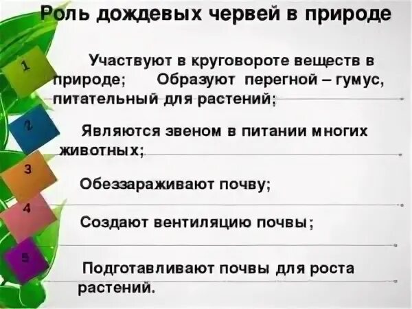 Каково значение в природе дождевых червей
