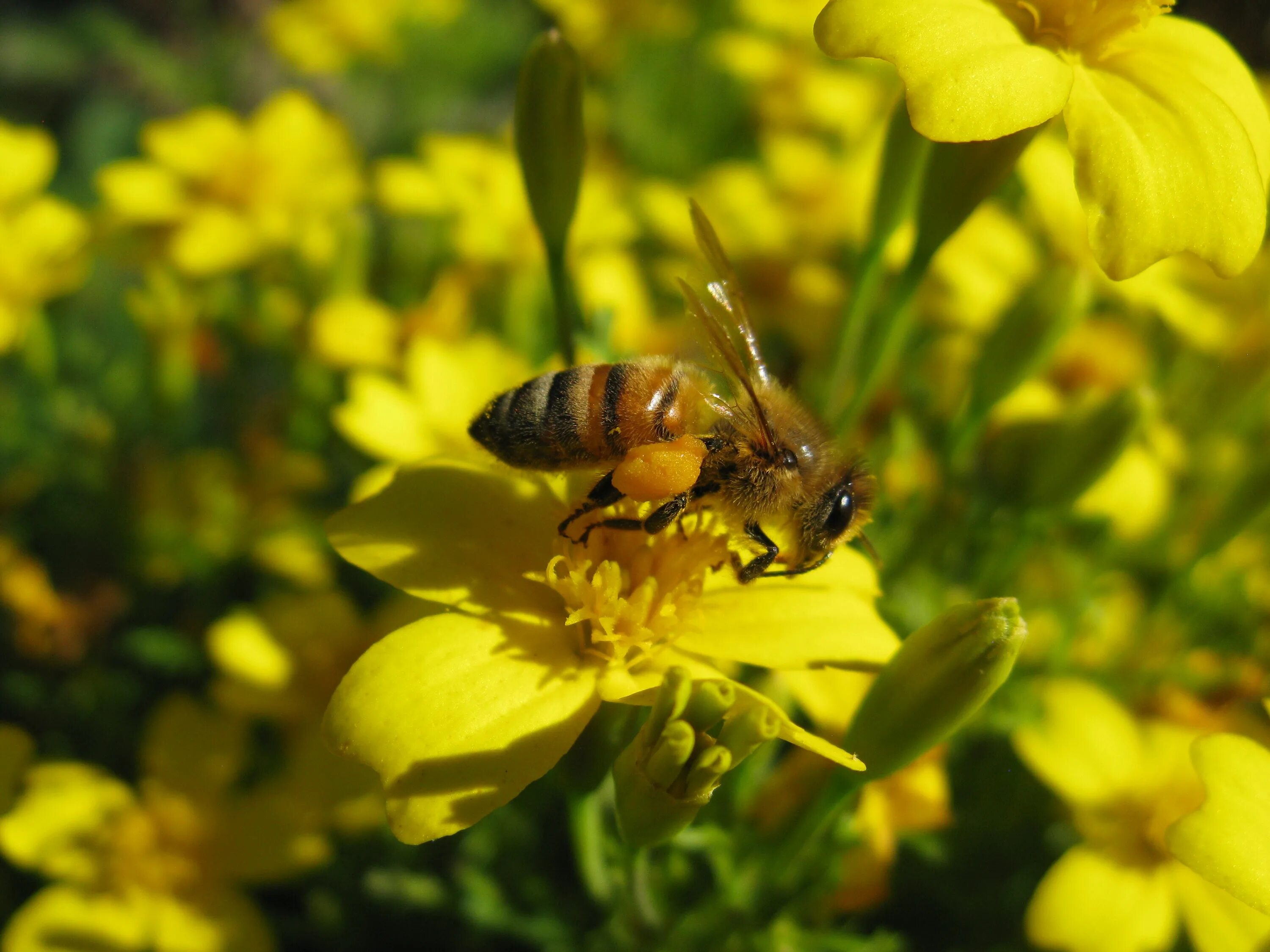 Апи пчела. Меллифера пчела. APIS mellifera mellifera. Пчелы в природе. Пчела на лютике.