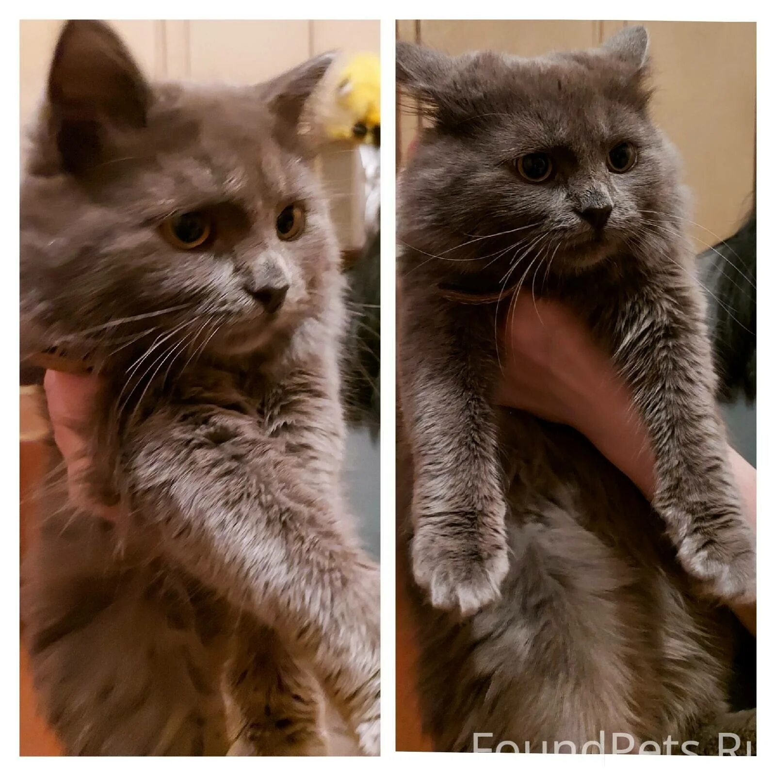 Котенка зовут пушок
