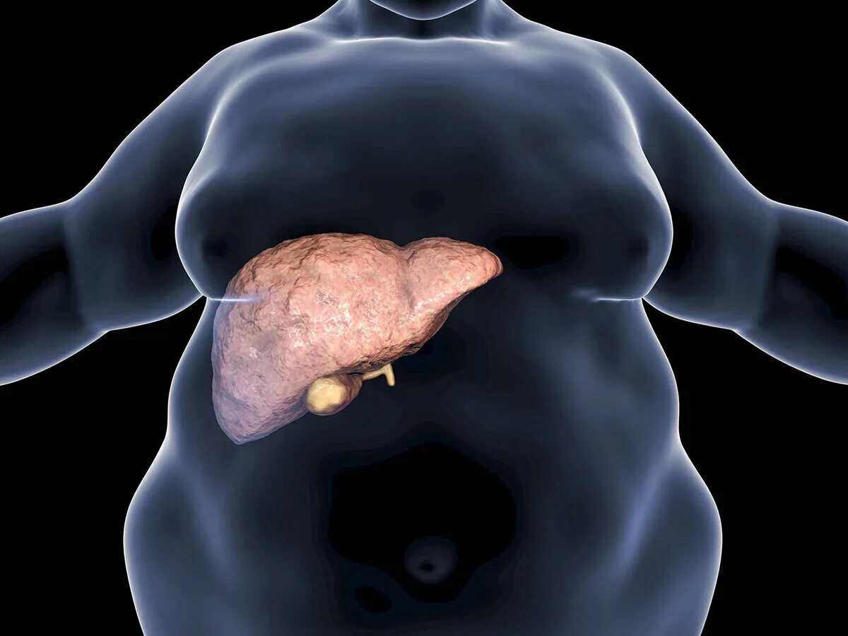 Процессы в печени. Вода в печени человека. Влияние ph на организм человека. Застой желчи в желчном пузыре. Детоксикации печени.