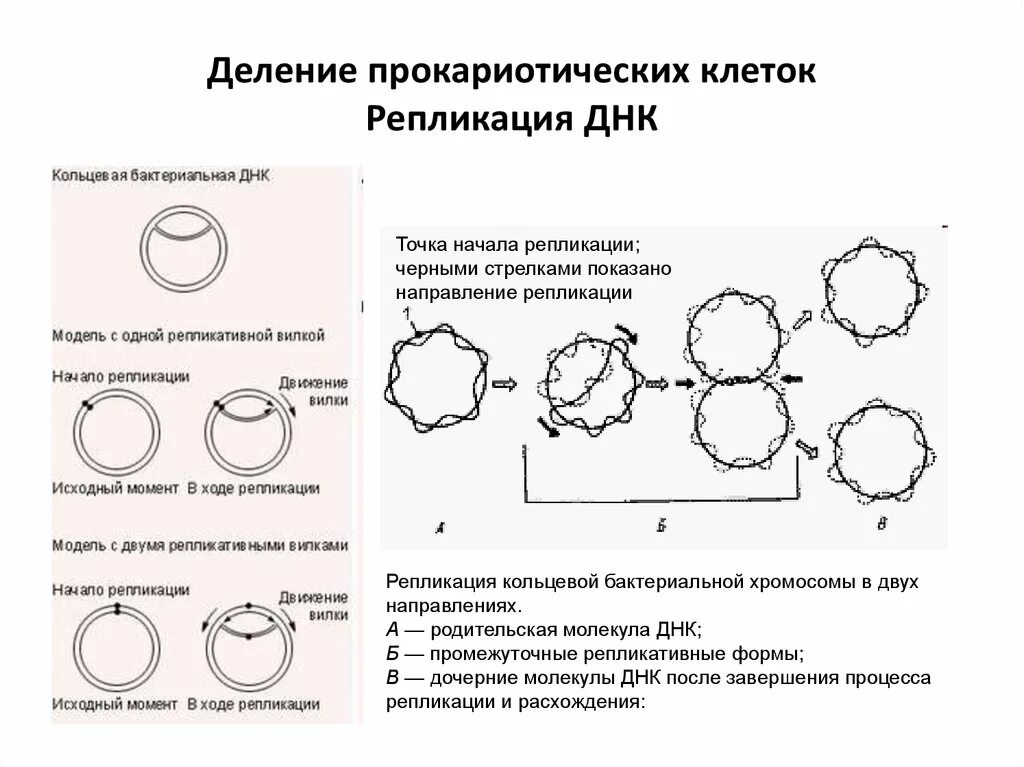 Форма кольцевой днк. Клеточный цикл прокариотической клетки. Клеточный цикл прокариот схема. Жизненный цикл прокариотической клетки. Репликация бактериальной ДНК.