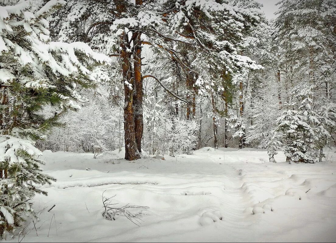 снежная поляна в лесу. снежная поляна в лесу.