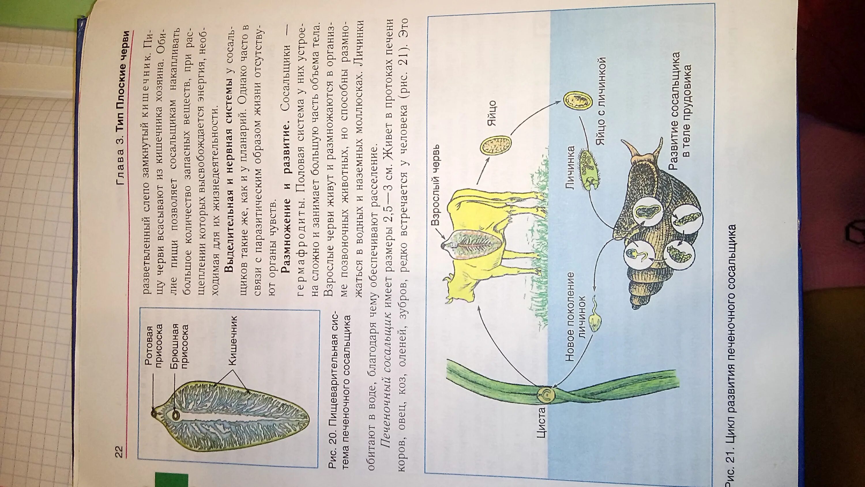 Сосальщик биология 7 класс