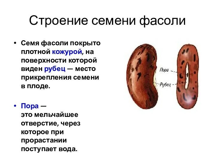 Какую функцию выполняет семенная кожура. Какую функцию выполняет семенная кожура