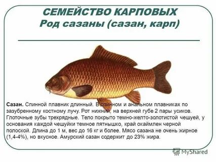 К какому продукту относится рыба